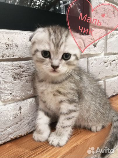 Шатланские котята