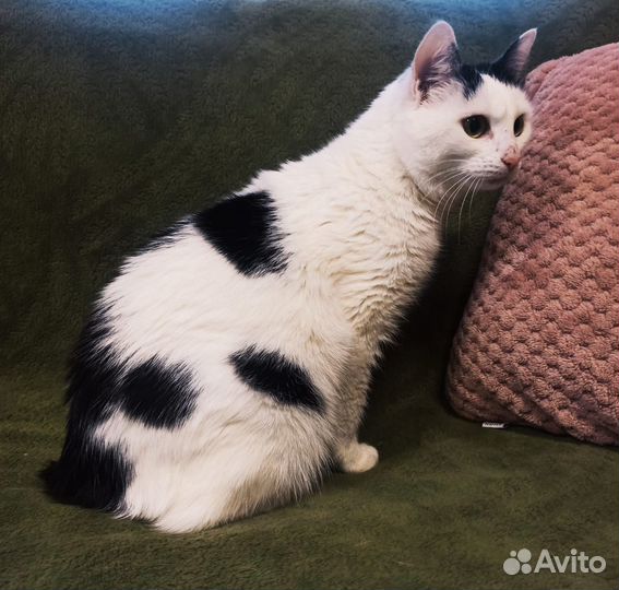 Кошечка в добрые руки