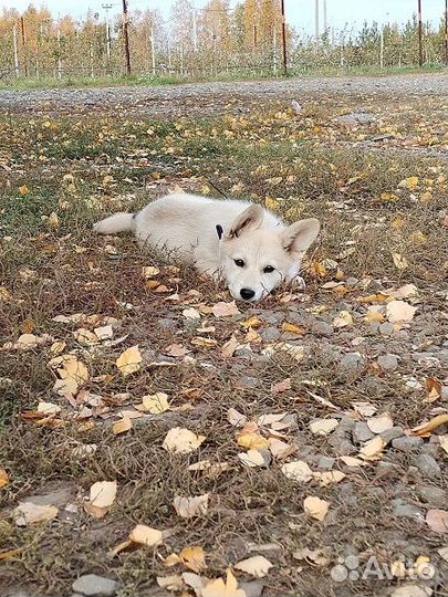 Отдаем в добрые руки щенка