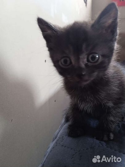 Сибирская кошка