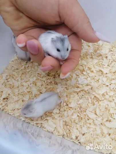 Джунгарский хомяк