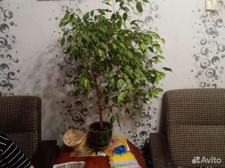 Бенджамина