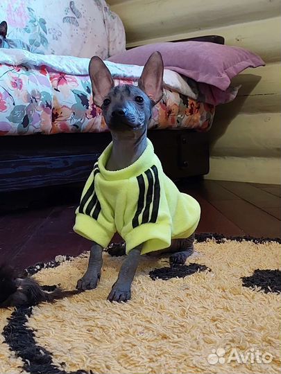 Передержка собак и кошек в частном доме