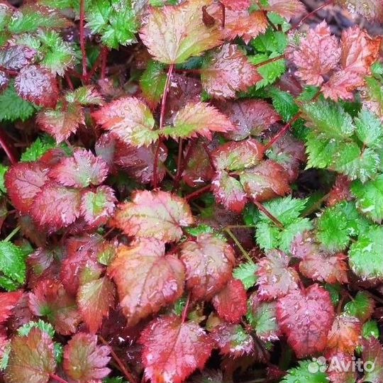 Астильба арендса Колор Флэш Эрнст оф Бьюти