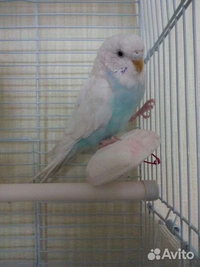 Передержка домашних животных