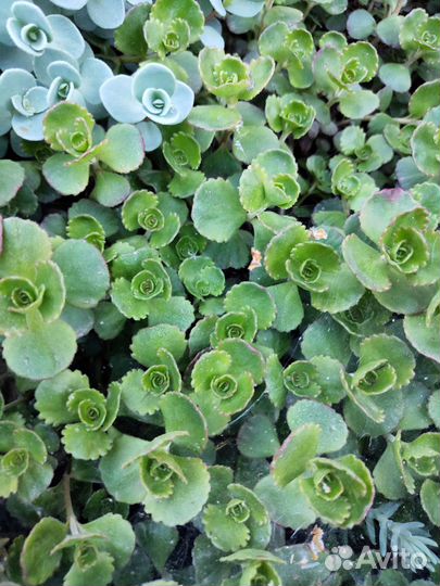 Очиток садовый