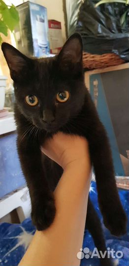 Котёнок ищет дом