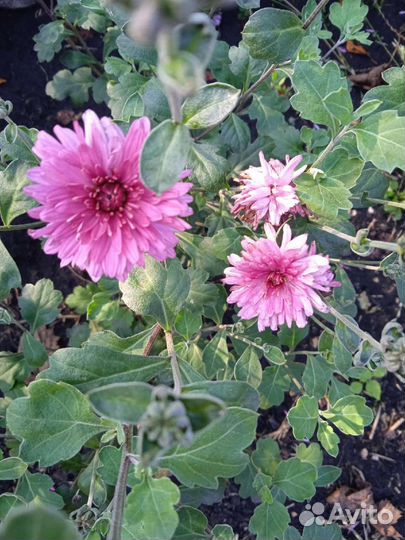 Хризантема шаровидная