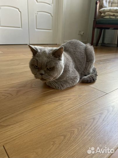 Британские домашние кошки в хорошие руки