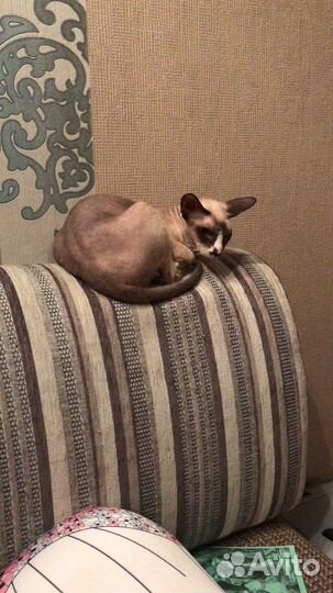 Кошка питерболд