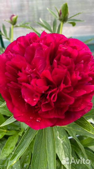 Пионы на срезку и Астильба