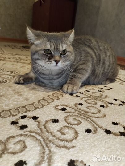 Британский кот