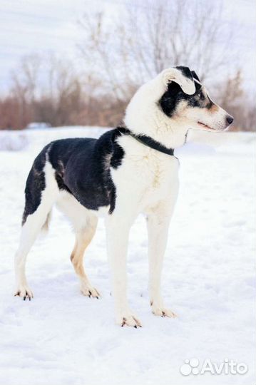 Собака бесплатно в хорошую семью