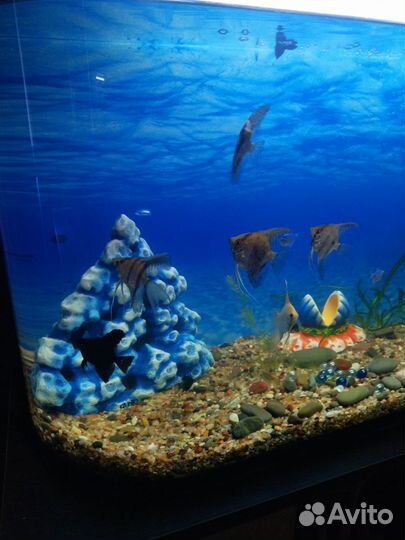 Аквариум с тумбой, декорациями и кучей рыбок