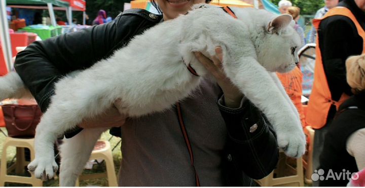 Вязка с британским котом, серебристая шиншилла