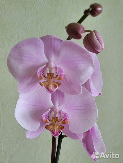 Орхидея фаленопсис 1 цветонос
