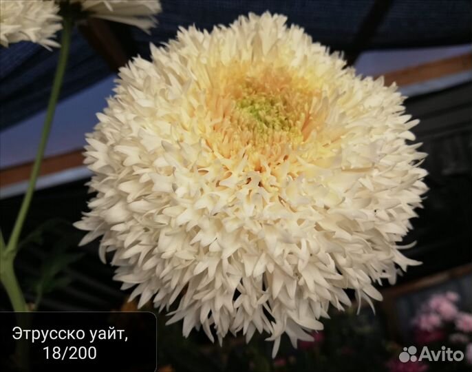 Хризантемы эксклюзив