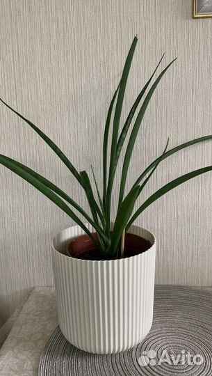 Сансевиерия parva (кирки фрэдс)