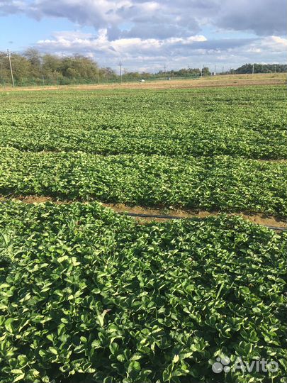 Рассада клубники опт/розница