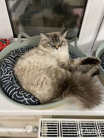 Лежанка для кошек, для собак, лежак для животных