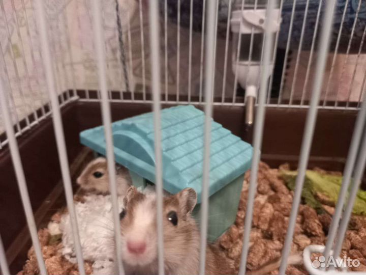 Песчанка