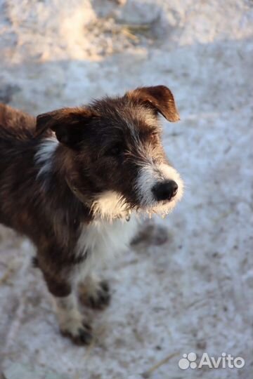 Собаки бесплатно