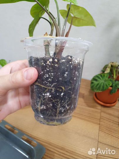 Сингониум панда