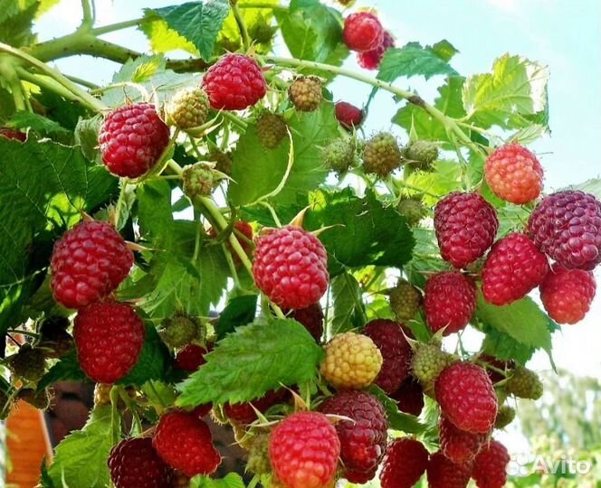 Рассадака клубника,герань