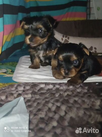 Йоркширский терьер