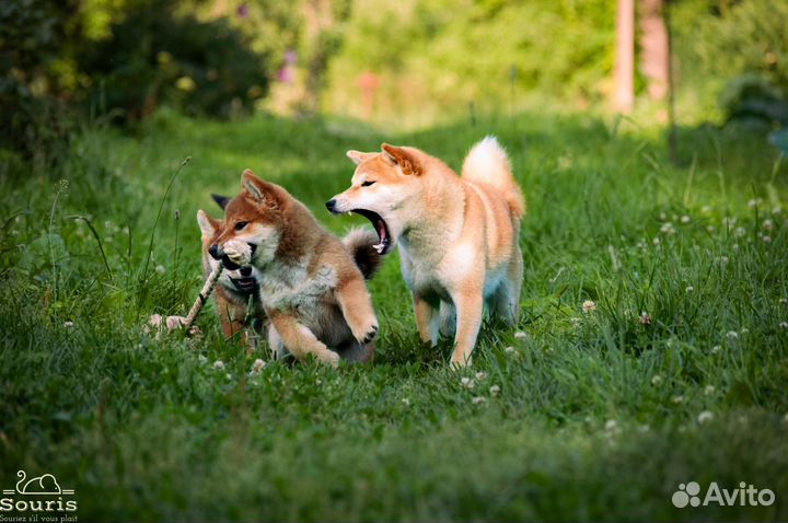 Щенок девочка сиба ину из питомника (РКФ)