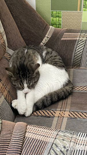 Кот в добрые руки