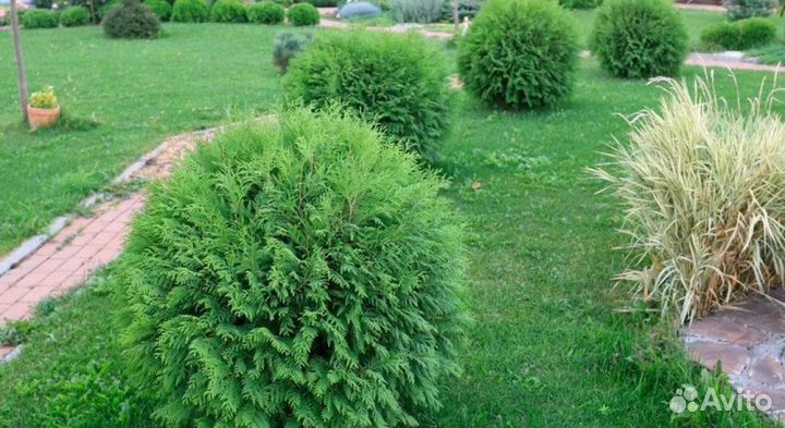 Туя Вудварди