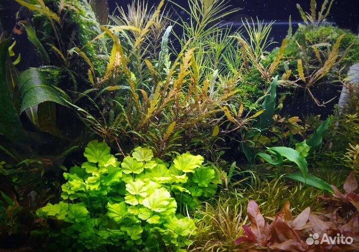 Аквариумные растения