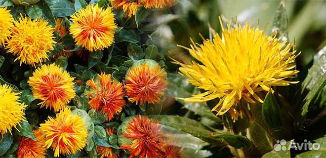 Мед сафлор 2023 с бесплатной доставкой