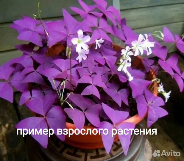 Кислица, хлорофитум, спатифилум