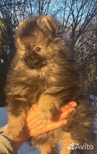 Щенок Малый шпиц мальчик РКФ