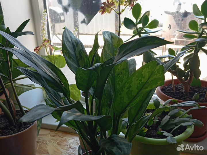 Комнатные цветы, разные