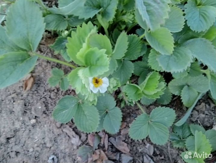 Рассада клубники