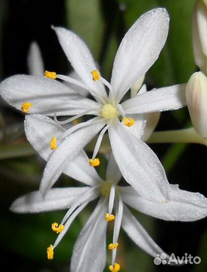 Хлорофитум Лемон