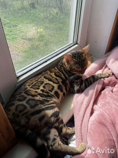 Бенгальские котики и кошечки