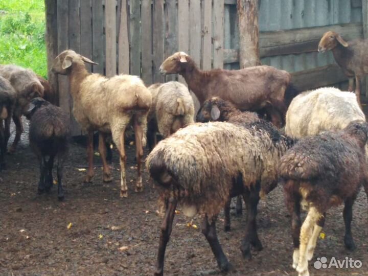 Овцы голов