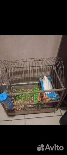 Ксыска с клеткой