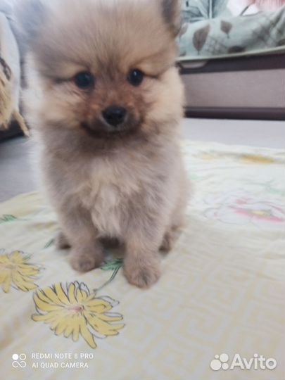 Щенки шпица