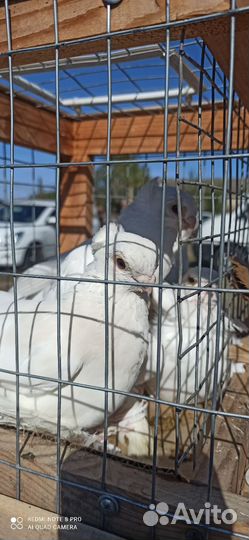 Голуби узбеки