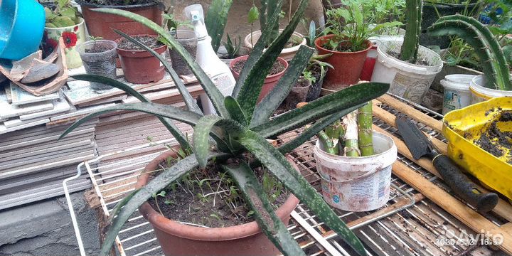 Гастерия (суккуленты)