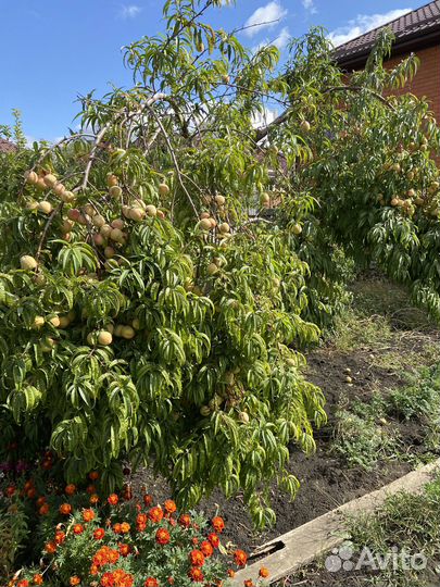 Саженцы персика