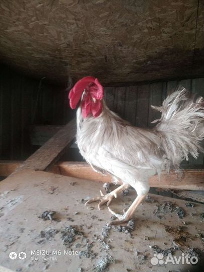Петухи леггорн, 2