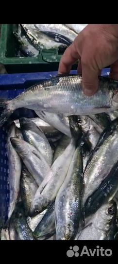 Свежий пеленгас