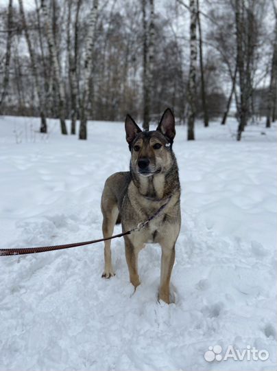 Собака замерзает в приюте