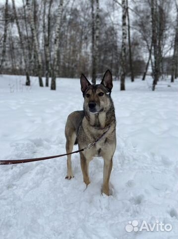 Собака замерзает в приюте